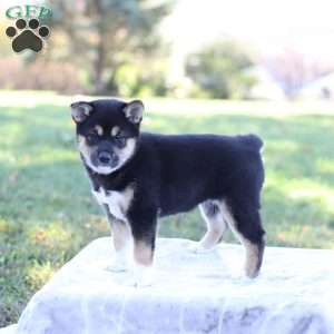 Daisy, Shiba Inu Puppy